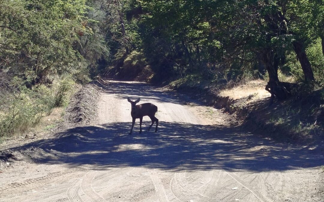 Registran un huemul en un área protegida de Neuquén por primera vez en décadas