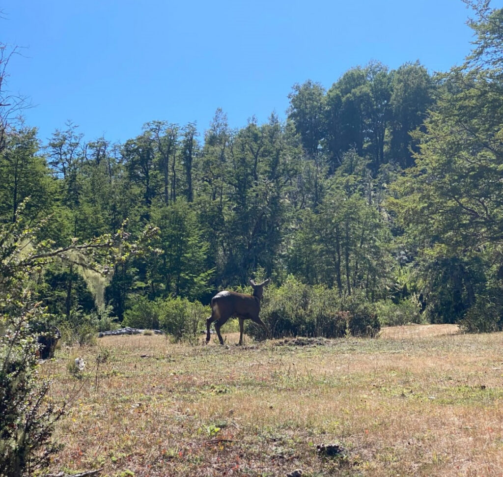 La aparición del huemul está relacionada con proyectos de recolonización entre Chile y Argentina.