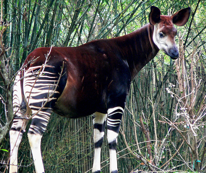 De los animales más llamativos: parece mitad jirafa, mitad cebra