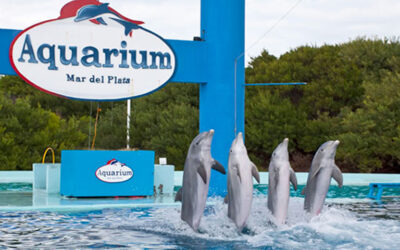 Tras el cierre de un parque acuático buscan refugio para sus animales
