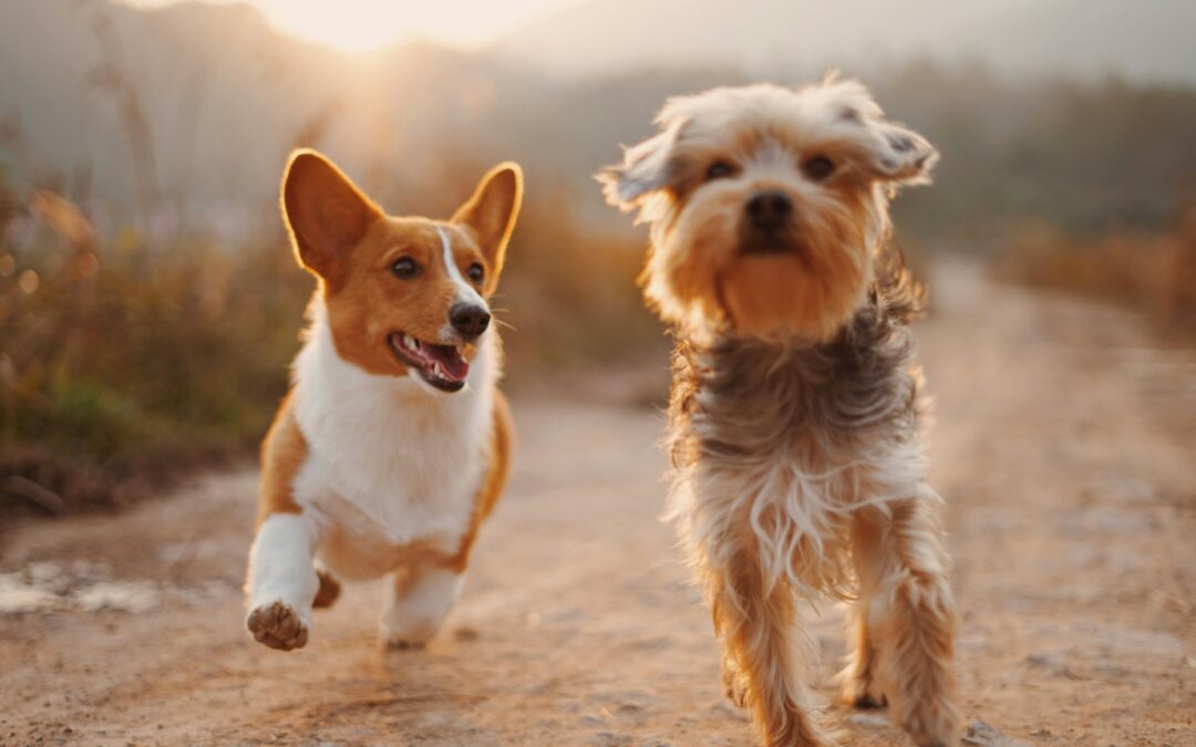 Cuidá a tu perro del calor con estos consejos.