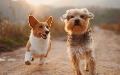 ¿Qué hacer si tu perro sufre un golpe de calor?