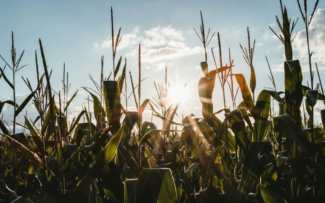 La producción agrícola se ve altamente amenazada por los eventos meteorológicos extremos que acaban con los cultivos y dañan las herramientas de trabajo.