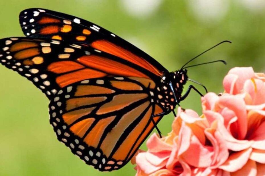 La población de mariposas monarcas en California se redujo en un 96 %