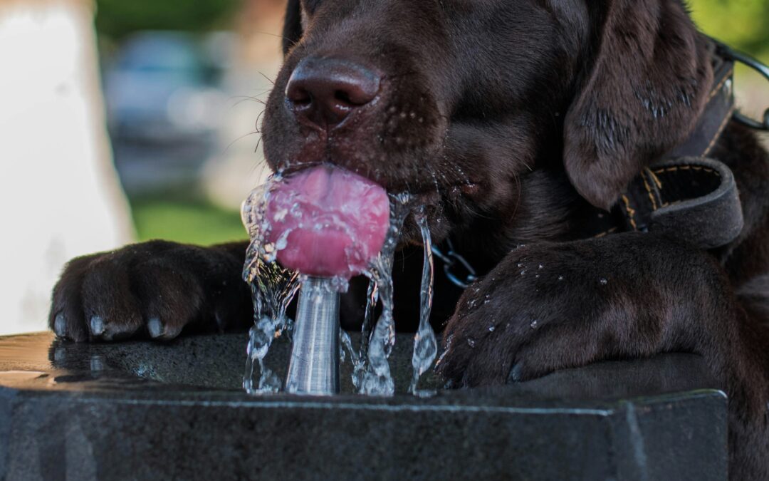 Las temperaturas en la Ciudad de Buenos Aires superarían los máximos registrados durante el primer mes del año.