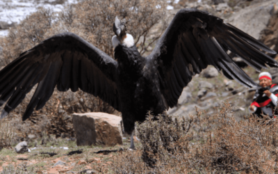 Un Parque Nacional fue testigo de la liberación de cóndores andinos