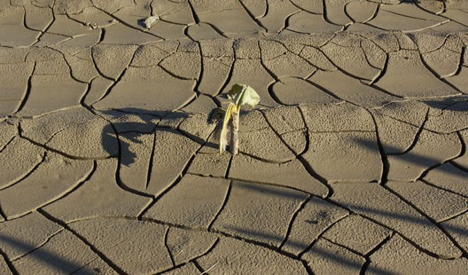 Peligra la producción de alimentos a largo plazo.