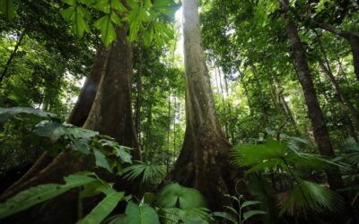El ritmo del cambio climático impacta en la regeneración de los bosques tropicales