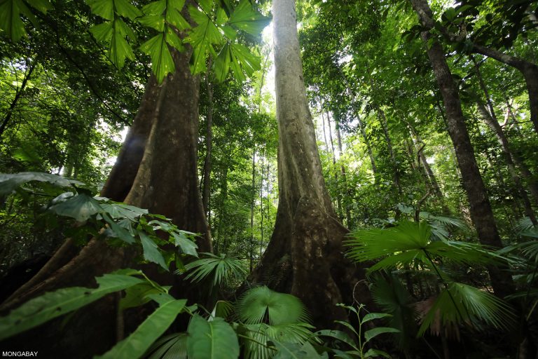 El cambio climático avanza a un ritmo más acelerado del que se pueden adaptar los bosques tropicales de América.