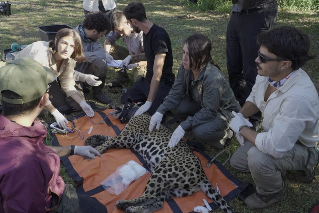 Los expertos de Parques Nacionales lograron sedar y contener a la yaguareté para limitar su estrés durante el traslado.