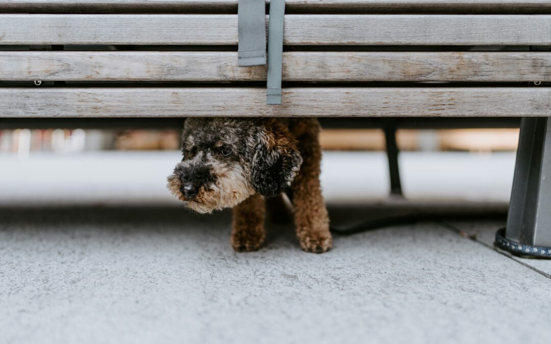 Los perros mandan señales concretas, pero los humanos nos basamos más en el contexto, según estudio.