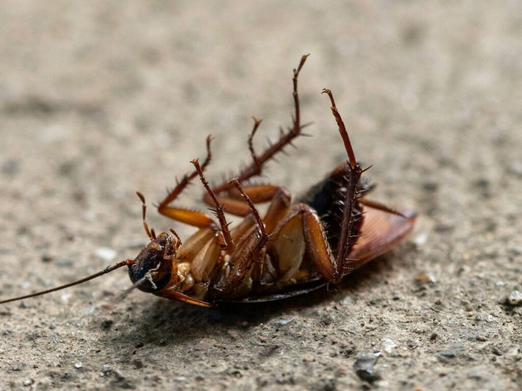 Las cucarachas se han vuelto resistentes a los pesticidas.