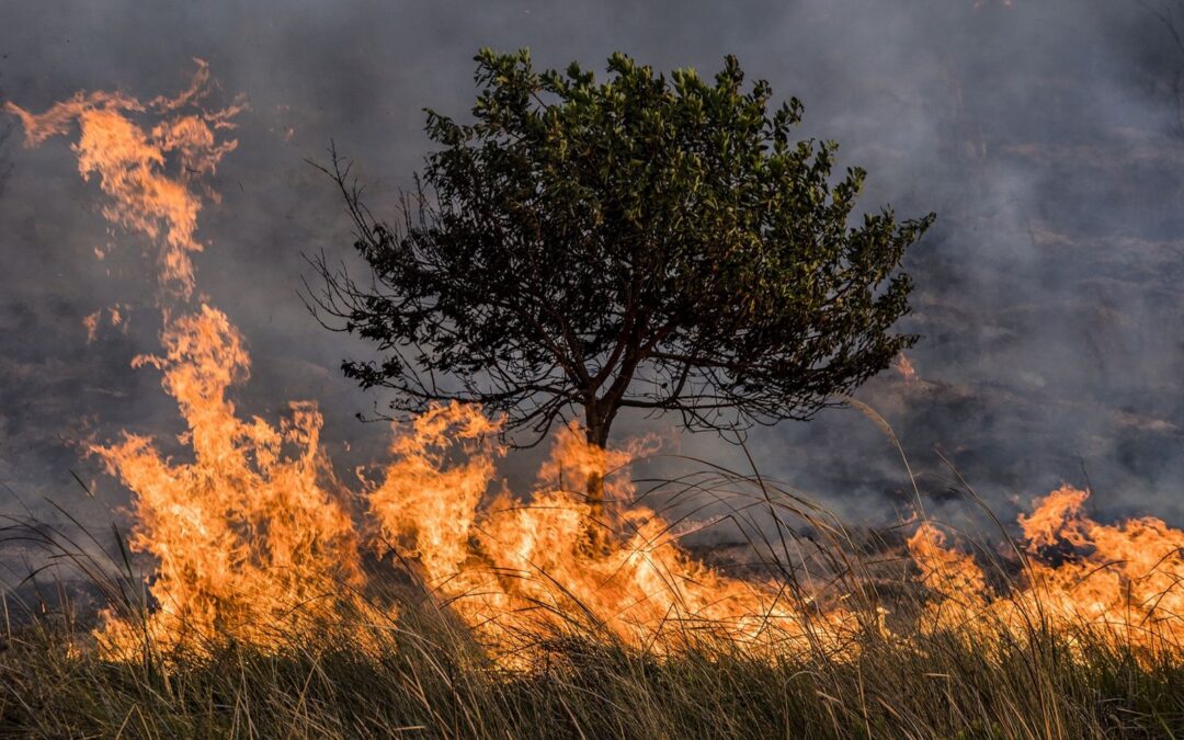 El calentamiento global exacerbaría los incendios en el mundo.