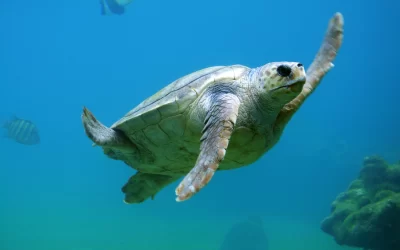 El proyecto que busca salvar a la tortuga lora de la extinción