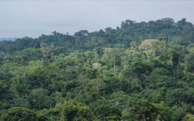 Brasil lanzará un fondo millonario para proteger los bosques tropicales