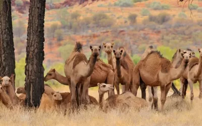 Los camellos en Australia amenazan los ecosistemas nativos