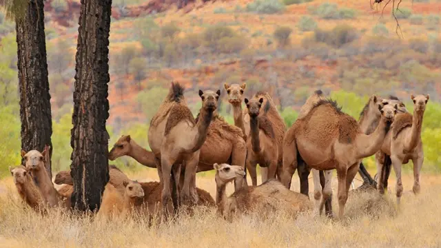 Los camellos en Australia amenazan los ecosistemas nativos