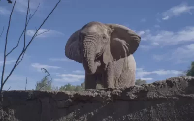 Trasladarán a la elefanta Kenya a Brasil