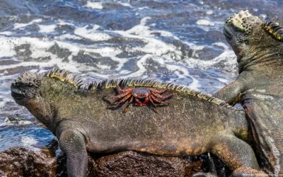 Aumenta el contrabando de iguanas raras de las Galápagos