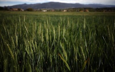 Las emisiones de dióxido de carbono por la agricultura aumentaron un 4,3 %