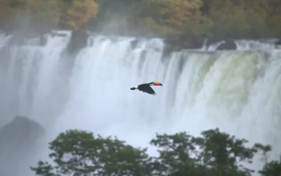 Avanzan en la Ruta de las Aves de Misiones
