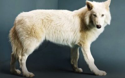 El lobo Huargo conocido como “lobo terrible” revivió tras haber desaparecido hace unos 12.000 años