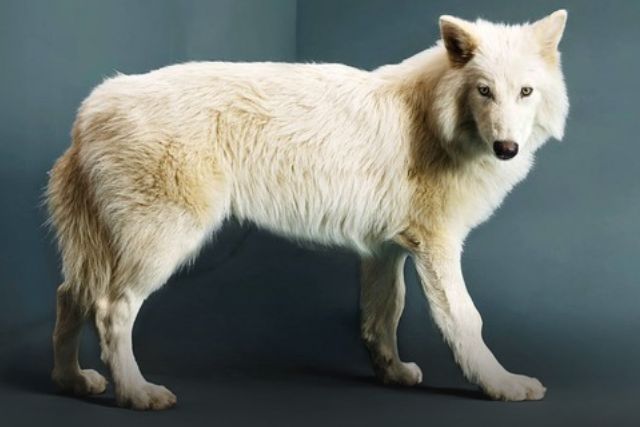 El lobo Huargo conocido como “lobo terrible” revivió tras haber desaparecido hace unos 12.000 años