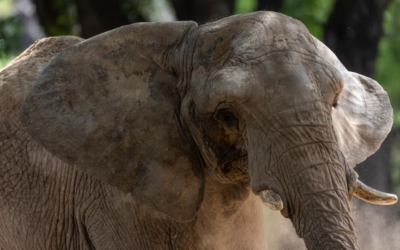 Una elefanta en cautiverio es enviada a un santuario en Brasil