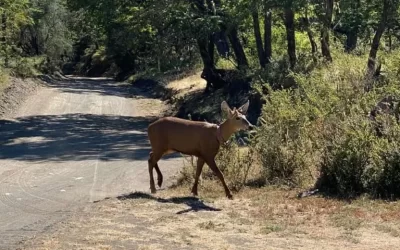 Refuerzan los cuidados tras la aparición de un huemul en el Parque Nahuel Huapi