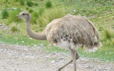 Tuvo lugar la primera translocación de fauna silvestre