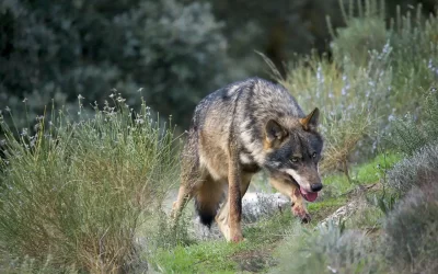 España se manifiesta a favor del lobo ibérico