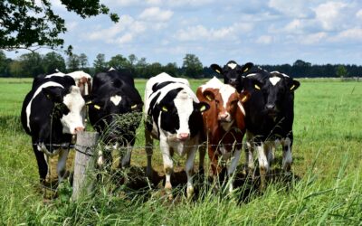 Advierten un aumento en el uso de antibióticos para el ganado