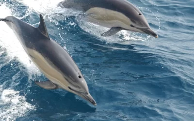 Estudian la comunicación de los delfines en florida