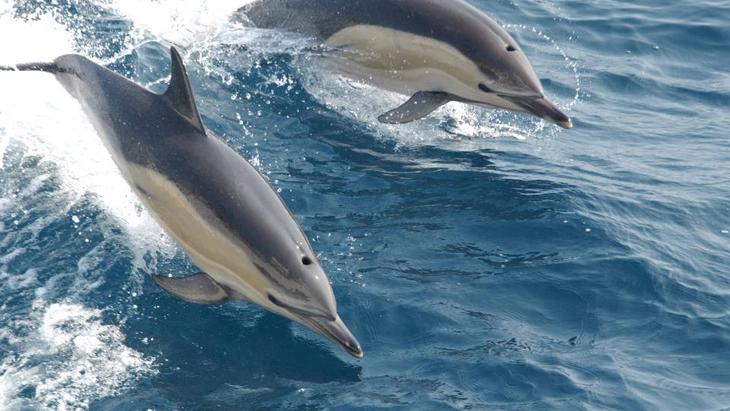 Estudian la comunicación de los delfines en florida
