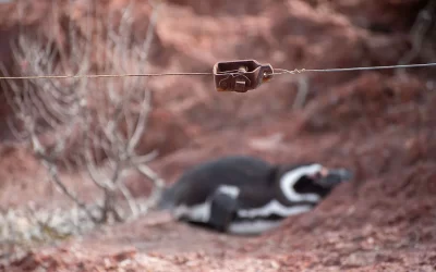 El responsable de la masacre de pingüinos en Punta Tombo es oficialmente condenado