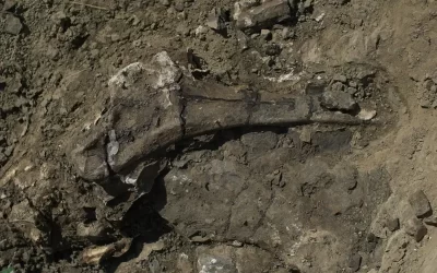 Estudian un cementerio prehistórico para reconstruir el final de miles de dinosaurios