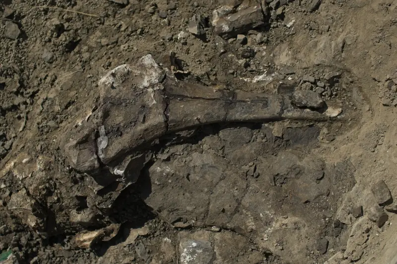 Un grupo de paleontólogos analizan las laderas de los bosques de Alberta, Canadá, donde hallaron -desde hace ya unos años- una fosa de dinosaurios con más de mil ejemplares enterrados. Los mismos parecen haber muerto conjuntamente y de manera instantánea, lo que demostraría una brutal devastación. La zona en cuestión es Pipestone Creek, también conocida como “Río de la muerte”. Allí los expertos buscan develar cómo es que murieron hace aproximadamente 72 millones de años. Para ello, primero deben romper una gruesa capa de roca considerada como “oro paleolítico”.
