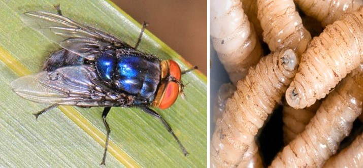 Las larvas de la mosca del gusano barrenador se infiltran en los tejidos vivos de animales e incluso humanos.
