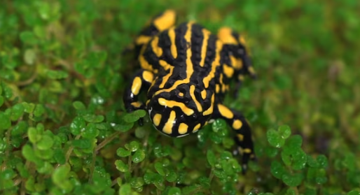 Se trata de la Pseudophryne corroboree, una rana nativa de Australia.