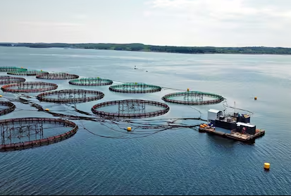 Los kelpers analizan la producción masiva de salmón en sus aguas, lo que podría afectar el ambiente regional.