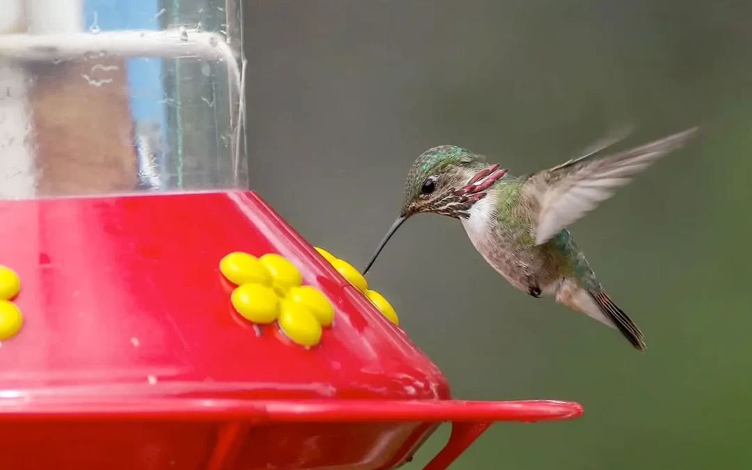 Advierten un cambio en los colibríes relacionado al néctar artificial