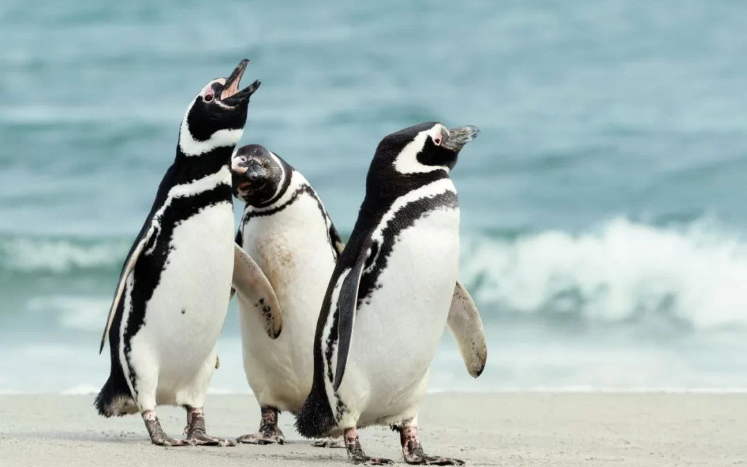 Pingüinos fueron reintroducidos tras una larga recuperación