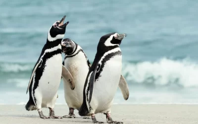 Pingüinos fueron reintroducidos tras una larga recuperación