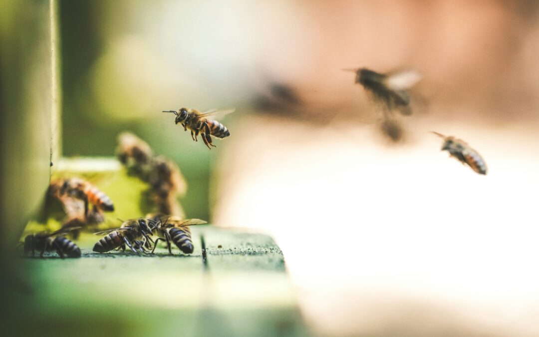 Las abejas cumplen un rol ecosistémico clave para la producción agrícola.