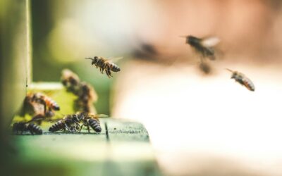 Hoy se celebra el Día Mundial de las abejas