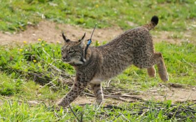 Registran un aumento en las poblaciones de lince ibérico