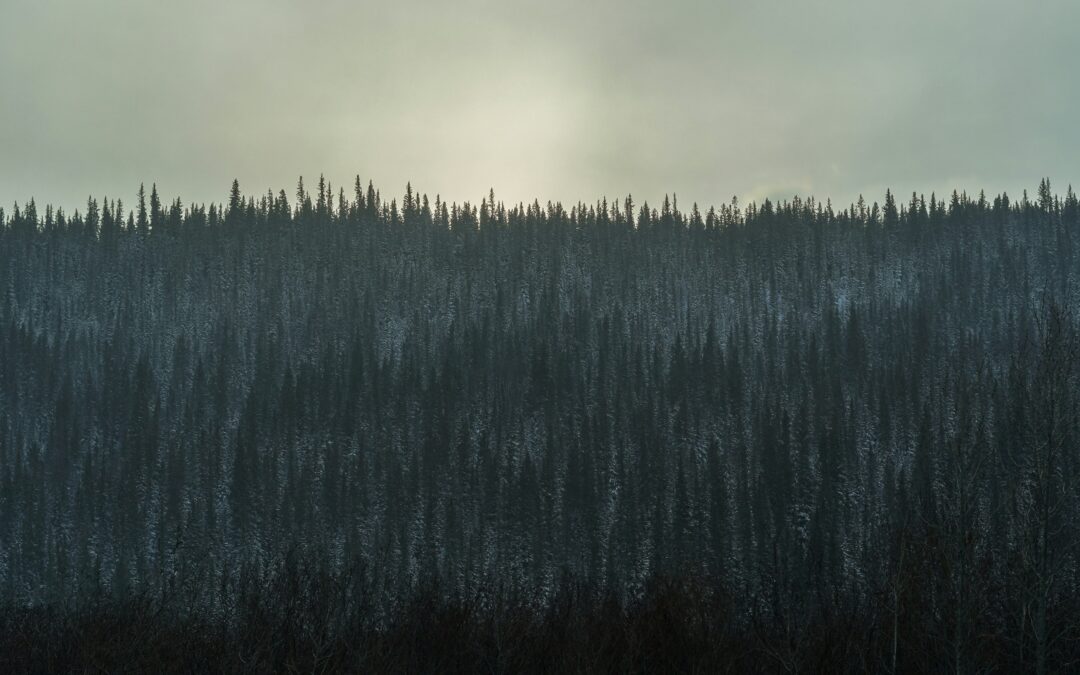 Consideran urgente empezar a hablar de los bosques boreales.