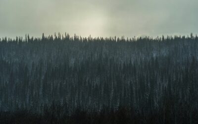 Piden darle más visibilidad a los Bosques Boreales tras un nuevo estudio