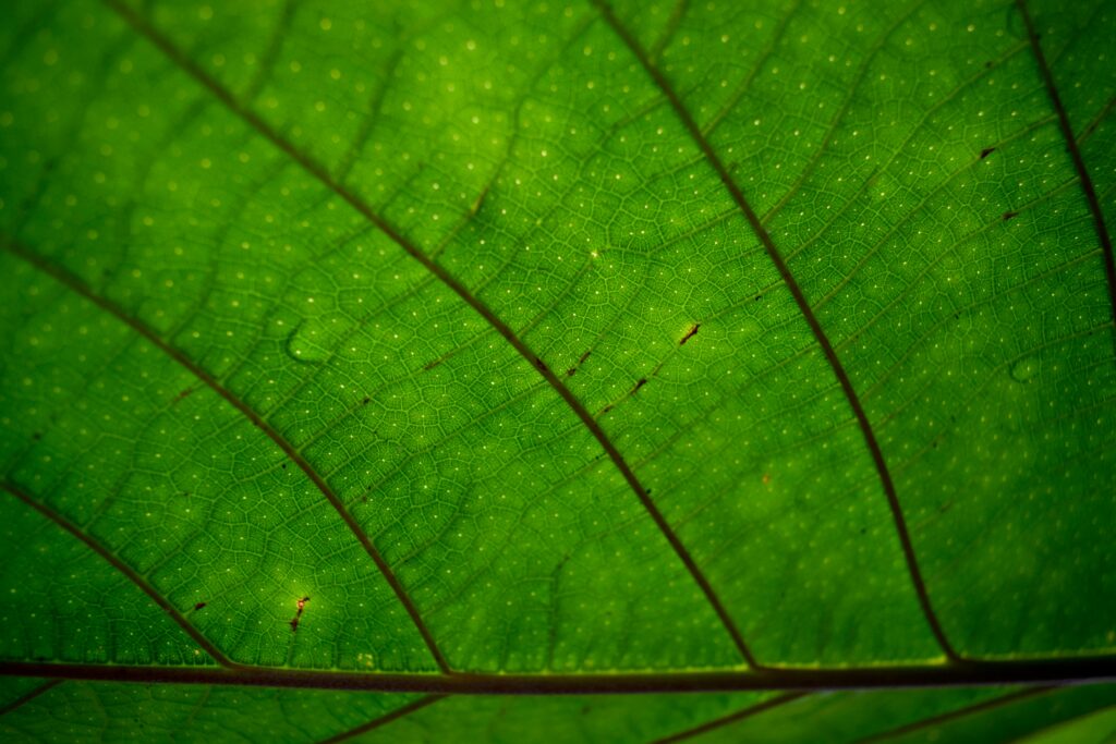 Las plantas demostraron una merma del más del 20 % en su capacidad de absorber carbono tras un fenómeno meteorológico extremo.