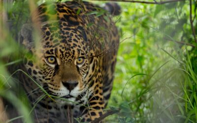 Formosa registra la presencia de un nuevo yaguareté en un área protegida